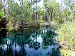 The Mataranka Springs